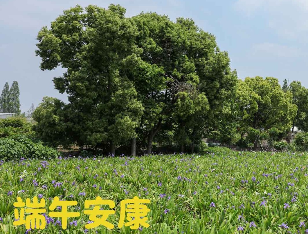端午|粽夏之時，祝大家安康順意！